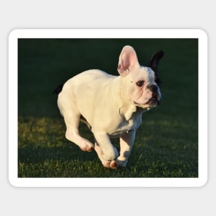 French bulldog Sticker